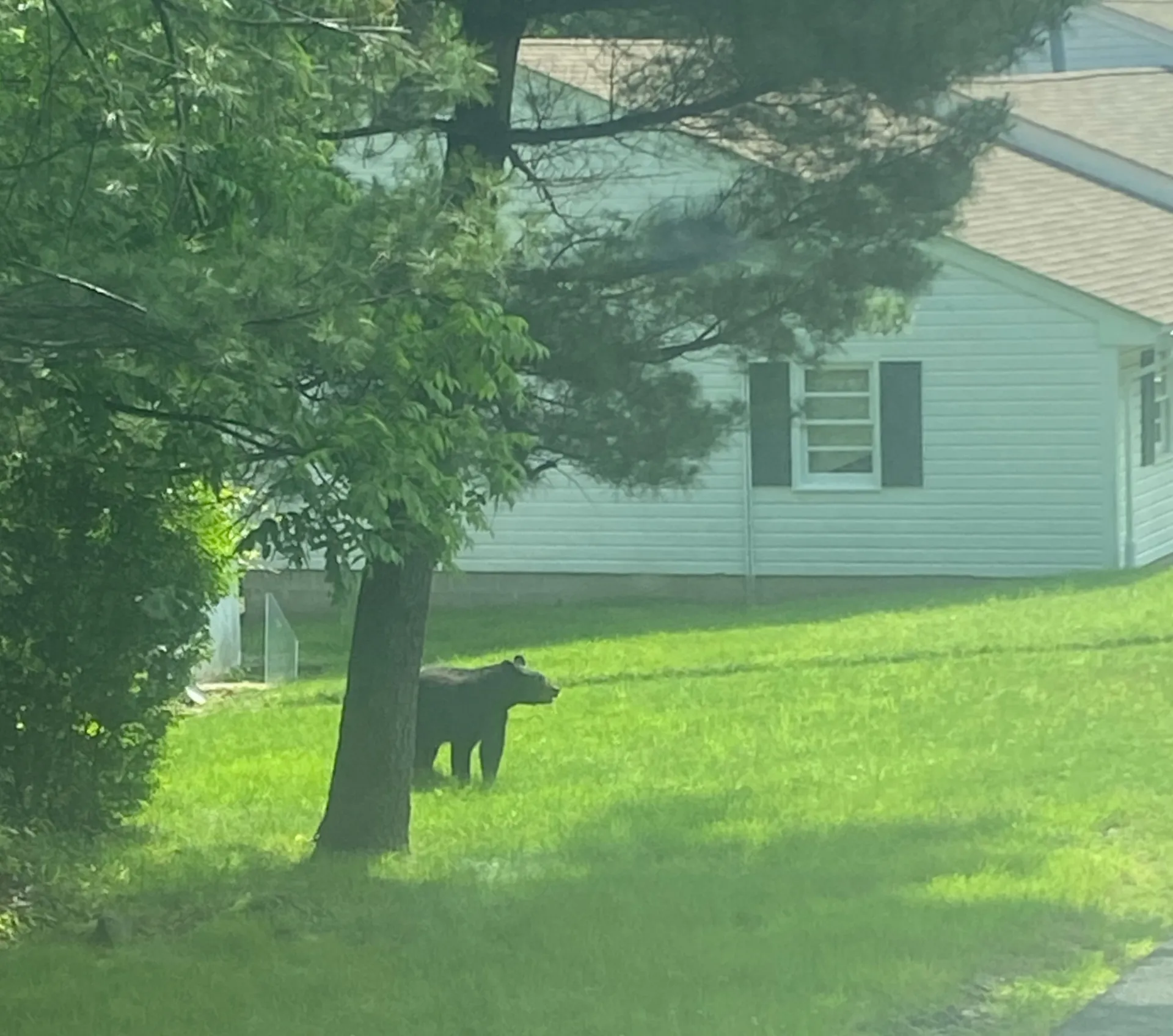 Lab in summer